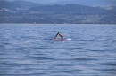tPicknick-Kino-Strandbad-Friedrichshafen-2017-05-25-Bodensee-Community-SEECHAT_DE-IMG_4506.JPG