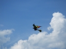 Flugmodell-Tag-Ertingen-2017-05-27-Bodensee-Community-SEECHAT_DE-_158_.JPG