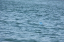 Dreilaender-Bodensee-Querung-BODENSEEBOOT-Alard-Schroeder-2017-SEECHAT_DE-IMG_5676.JPG