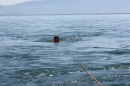 Dreilaender-Bodensee-Querung-BODENSEEBOOT-Alard-Schroeder-2017-SEECHAT_DE-IMG_5708.JPG