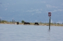 Dreilaender-Bodensee-Querung-BODENSEEBOOT-Alard-Schroeder-2017-SEECHAT_DE-IMG_5764.JPG