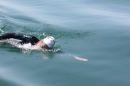 Dreilaender-Bodensee-Querung-BODENSEEBOOT-Alard-Schroeder-2017-SEECHAT_DE-IMG_5773.JPG