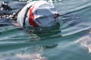 Dreilaender-Bodensee-Querung-BODENSEEBOOT-Alard-Schroeder-2017-SEECHAT_DE-IMG_5781.JPG