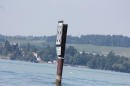 Dreilaender-Bodensee-Querung-BODENSEEBOOT-Alard-Schroeder-2017-SEECHAT_DE-IMG_5803.JPG