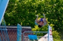 Schweizer-Wettkaempfe-Arbon-2017-07-09-Bodensee-Community-SEECHAT_CH-_131_.jpg