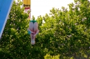 Schweizer-Wettkaempfe-Arbon-2017-07-09-Bodensee-Community-SEECHAT_CH-_150_.jpg