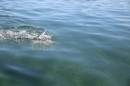 BODENSEEBOOT-Prabhat-Koli-2017-07-17-Bodensee-Querung-Schwimmer-IMG_5293.JPG