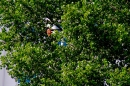 Schlagermove-Hamburg-2017-07-14-Bodensee-Community-SEECHAT_DE-_126_.jpg