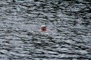 Wassersport-Hamburg-2017-07-15-Bodensee-Community-SEECHAT_DE-_17_.jpg