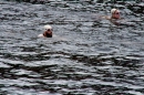 Wassersport-Hamburg-2017-07-15-Bodensee-Community-SEECHAT_DE-_6_.jpg