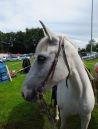 OGGELSHAUSEN-Laurentiusfest-170729DSCF5319.JPG