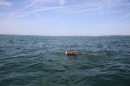 BODENSEEBOOT-Bodenseequerung-Michael-Loechle-2017-Bodensee-Community-SEECHAT_DE-IMG_6614.JPG