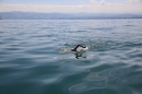 BODENSEEBOOT-Daniel-Los-Romanshorn-2017-08-13-SEECHAT_DE-IMG_8116.JPG