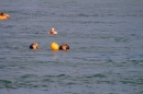 Rheinschwimmen-Basel-2017-08-15-Bodensee-community-seechat_DE-_44_.jpg