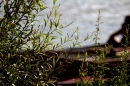 Rheinschwimmen-Basel-2017-08-15-Bodensee-community-seechat_DE-_92_.jpg