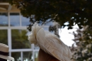 BADEN-BADEN-Pferderennen-2017-09-03-Bodensee-Community-SEECHAT_DE-_154_1.JPG