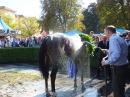 BADEN-BADEN-Pferderennen-2017-09-03-Bodensee-Community-SEECHAT_DE-_424_.JPG