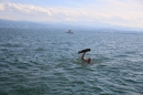 Guy-Bertemes-2017-09-05-Bodensee-Community-BODENSEEBOOT_DE-IMG_8817.JPG
