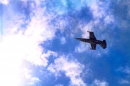 A-Breitling-Flugshow-Sion-Air-Sitten-Schweiz-SEECHAT_CH-_95_.jpg
