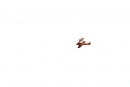 Breitling-Flugshow-Sion-Air-Sitten-Schweiz-SEECHAT_CH-_21_.jpg