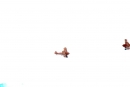 Breitling-Flugshow-Sion-Air-Sitten-Schweiz-SEECHAT_CH-_22_.jpg