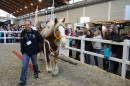 PFERD-BODENSEE-Friedrichshafen-2018-02-17-Bodensee-Community-SEECHAT_DE-171.jpg