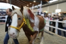PFERD-BODENSEE-Friedrichshafen-2018-02-17-Bodensee-Community-SEECHAT_DE-172.jpg