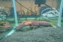 Aqua-Fisch-Messe-Friedrichshafen-2018-Bodensee-Community-SEECHAT_DE-_103_.JPG