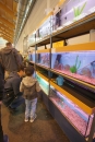 Aqua-Fisch-Messe-Friedrichshafen-2018-Bodensee-Community-SEECHAT_DE-_97_.JPG