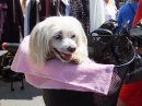 BadSAULGAU-Flohmarkt-180512-Bodensee-Community-SEECHAT_DE-_135_.JPG