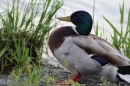 Internationale-Bodenseewoche-26-05-2018-Bodensee-Community-seechat_de-_19_.JPG