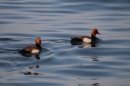 Internationale-Bodenseewoche-26-05-2018-Bodensee-Community-seechat_de-_93_.JPG