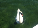 Bodenseequerung-Mirjam-Schall-Bodman-2018-07-07-Bodensee-Community-SEECHAT_DE-IMG_3215.JPG