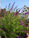 40-Jahre-Haengegarten-Neufra-20180714-Bodensee-Community-seechat_DE-_190_.JPG