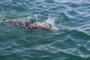 Bodenseequerung-BODENSEEBOOT-2018-07-26-Bodensee-Community-SEECHAT_DE-IMG_8843.JPG