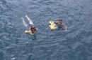 Zuercher-Limmatschwimmen-2018-08-18-Bodensee-Community-SEECHAT_DE-_4_.JPG