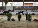 Fohlenmarkt-Riedlingen-2018-08-23-Bodensee-Community-SEECHAT_DE-_95_.JPG