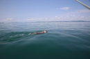 Bodenseequerung-Sandra-Hornig-Friedrichshafen-2018-Bodensee-Community-SEECHAT_DE-IMG_1036.JPG