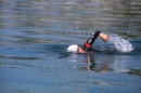 BODENSEEBOOT-Schwimmen-Katja-Rauch-2018-09-05-Bodensee-Community-SEECHAT_DE-IMG_1563.JPG