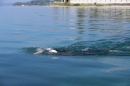 BODENSEEBOOT-Schwimmen-Katja-Rauch-2018-09-05-Bodensee-Community-SEECHAT_DE-IMG_1566.JPG