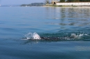 BODENSEEBOOT-Schwimmen-Katja-Rauch-2018-09-05-Bodensee-Community-SEECHAT_DE-IMG_1567.JPG