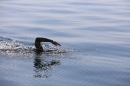 BODENSEEBOOT-Schwimmen-Katja-Rauch-2018-09-05-Bodensee-Community-SEECHAT_DE-IMG_1573.JPG