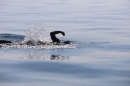 BODENSEEBOOT-Schwimmen-Katja-Rauch-2018-09-05-Bodensee-Community-SEECHAT_DE-IMG_1575.JPG