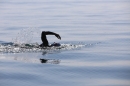 BODENSEEBOOT-Schwimmen-Katja-Rauch-2018-09-05-Bodensee-Community-SEECHAT_DE-IMG_1576.JPG