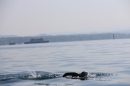 BODENSEEBOOT-Schwimmen-Katja-Rauch-2018-09-05-Bodensee-Community-SEECHAT_DE-IMG_1579.JPG