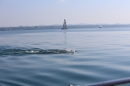 BODENSEEBOOT-Schwimmen-Katja-Rauch-2018-09-05-Bodensee-Community-SEECHAT_DE-IMG_1605.JPG