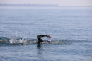 BODENSEEBOOT-Schwimmen-Katja-Rauch-2018-09-05-Bodensee-Community-SEECHAT_DE-IMG_1616.JPG