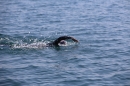 BODENSEEBOOT-Schwimmen-Katja-Rauch-2018-09-05-Bodensee-Community-SEECHAT_DE-IMG_1626.JPG