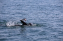 BODENSEEBOOT-Schwimmen-Katja-Rauch-2018-09-05-Bodensee-Community-SEECHAT_DE-IMG_1627.JPG