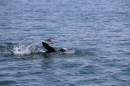 BODENSEEBOOT-Schwimmen-Katja-Rauch-2018-09-05-Bodensee-Community-SEECHAT_DE-IMG_1627.JPG